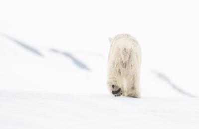 David Yarrow 78 Degrees North Colour 