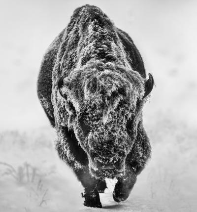 David Yarrow American Primeval 12 