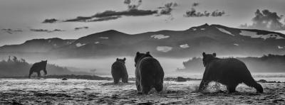 David Yarrow Bear Market