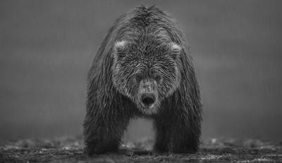 David Yarrow Bearish II