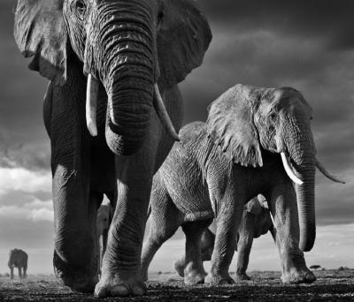 David Yarrow Big