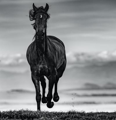 David Yarrow Black Beauty