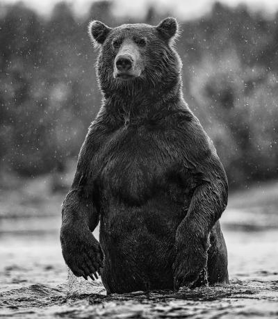 David Yarrow Brutus