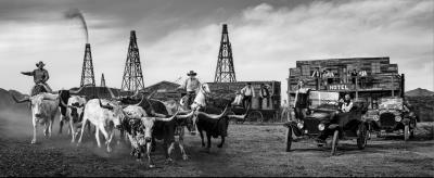 David Yarrow Cattle and Oil B W 