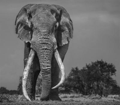 David Yarrow Colossus