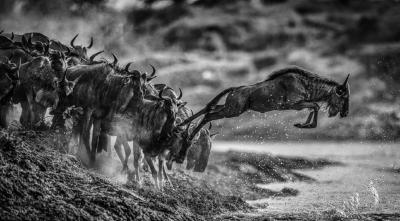 David Yarrow Follow The Leader