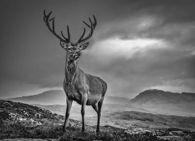 David Yarrow Homeland