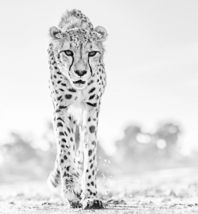 David Yarrow Hot Legs 2019