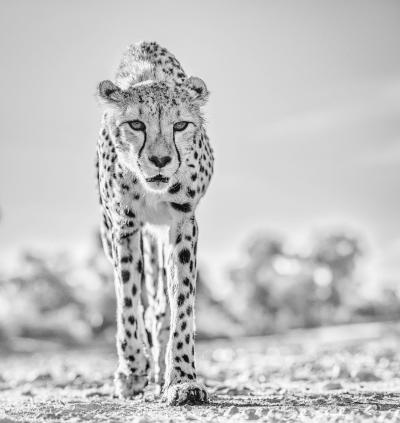 David Yarrow Hot Legs II 12 