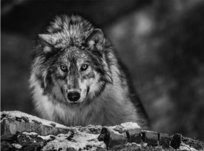 David Yarrow I Am Pure Alpha 2017