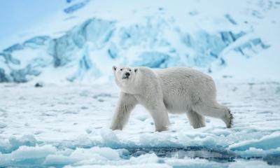 David Yarrow Ice Queen