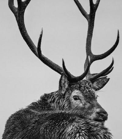 David Yarrow Jura