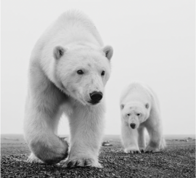 David Yarrow Kaktovik 2015