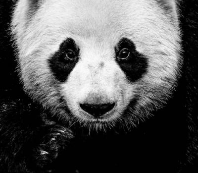 David Yarrow Kung Fu Panda