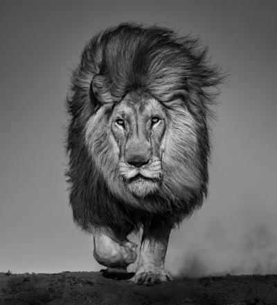 David Yarrow Locked and Loaded 9 12 