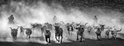 David Yarrow Lonesome Dove 7 12 