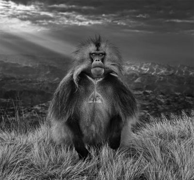 David Yarrow Members Only 12 