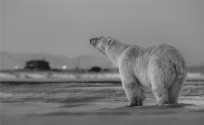David Yarrow My Place Or Yours 2016