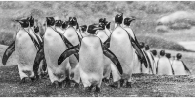 David Yarrow Napoleon 2018