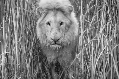 David Yarrow Narnia 2019