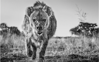 David Yarrow No Laughing Matter 2018