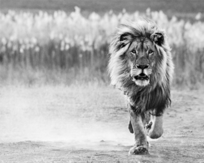 David Yarrow One Foot On the Ground 2014