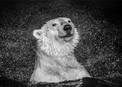 David Yarrow Open Water 2020