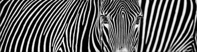 David Yarrow Parallel Lines