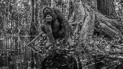 David Yarrow Roots Edition 2 12