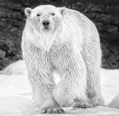David Yarrow Rush 12 