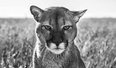 David Yarrow Smokey The Mountain Lion 2018