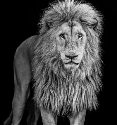 David Yarrow Somethings Gotta Give 12 