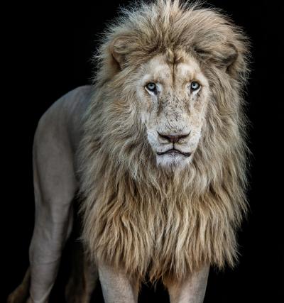 David Yarrow Somethings Gotta Give Colour 