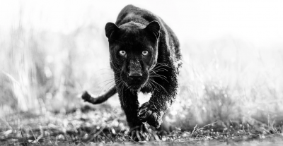 David Yarrow TChalla 2023