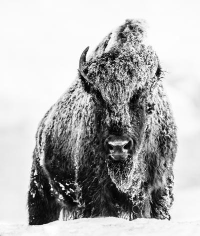 David Yarrow The Beast