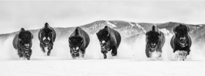 David Yarrow The Bills III 2023