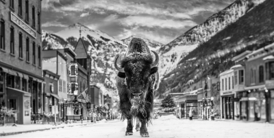 David Yarrow The Bison on Main 2023
