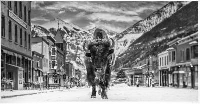 David Yarrow The Bison on Main 