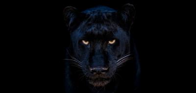 David Yarrow The Black Panther Club 12 