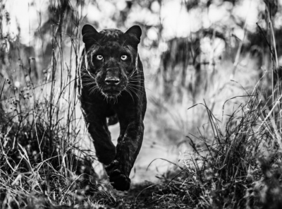 David Yarrow The Black Panther Returns 2019