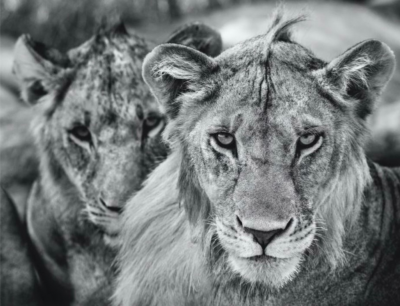 David Yarrow The Boys Are Back In Town 2019