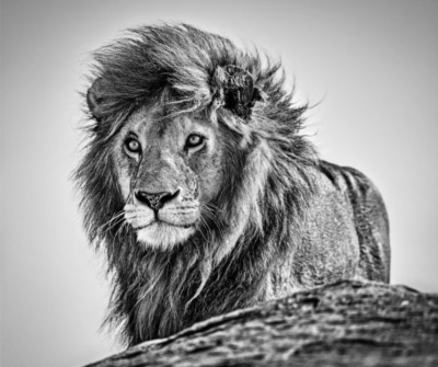 David Yarrow The Cure 2020