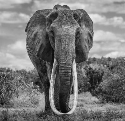 David Yarrow The Final Few