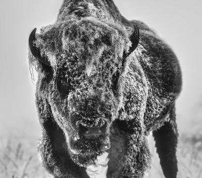 David Yarrow The Ice Monster 12 