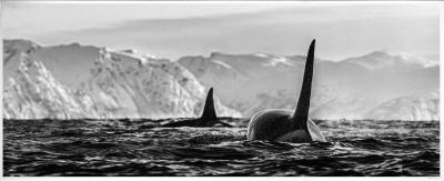 David Yarrow The Killers