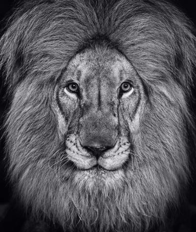 David Yarrow The Kings Speech