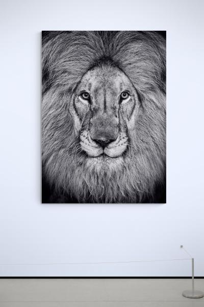 David Yarrow The Kings Speech