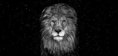 David Yarrow The Lion 12 