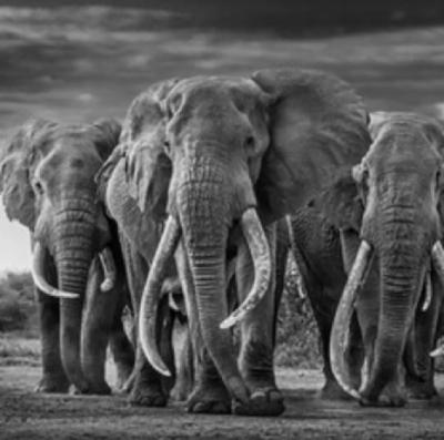 David Yarrow The Mob Amboseli South Africa 2019
