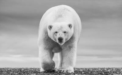 David Yarrow The North Slope